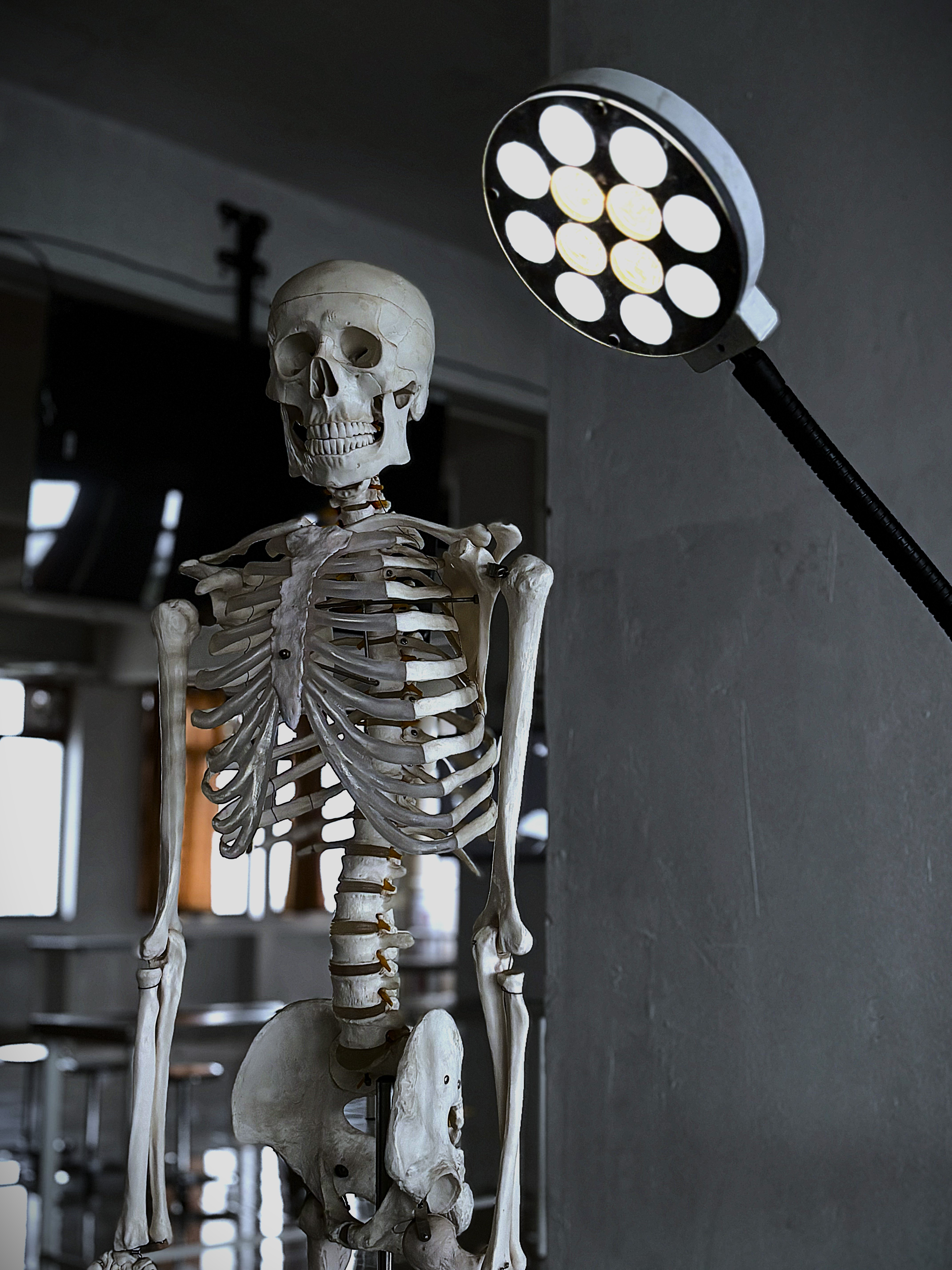 Anatomy Gallery